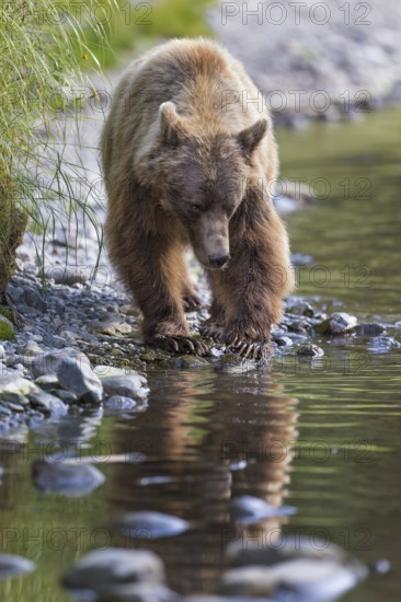 Grizzly Bear (Ursus arctos horribilis) hunting Pacific Salmon, British Columbia, Canada