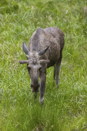 One adult male moose or elk, Alces alces, grazing on a meadow with tall fresh green grass