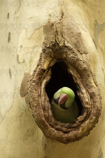 Alexandrine Parakeet (Psittacula eupatria) male peering out from nest hole, Hesse, Germany