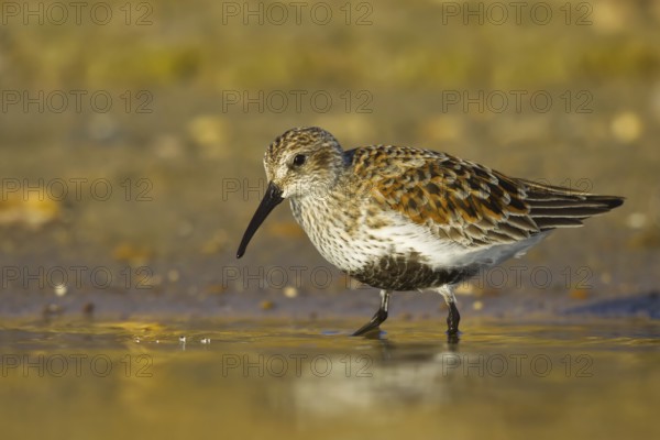 Dunlin (Calidris alpina) foraging, North Rhine-Westphalia, Germany