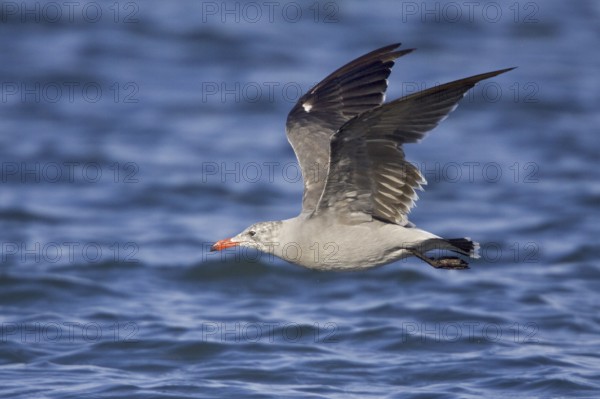 Heermann's Gull (Larus heermanni) flying, Washington, USA