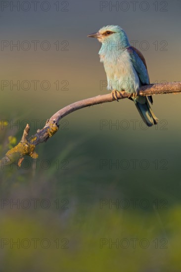 Roller, Almond Crow, (Coracias garrulus), animals, birds, raptors, raptor family, perch, biotope, habitat, Muselievo, Muselievo, Pleven, Bulgaria