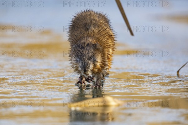 Muskrat (Ondatra zibethicus) walks across the ice on frozen lake Germany