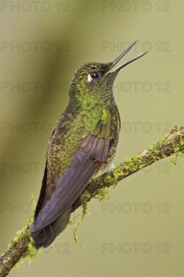 Buff-tailed Coronet (Boissonneaua flavescens), Ecuador