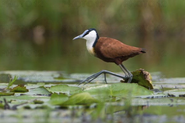 African Jacana (Actophilornis africanus) foraging, Uganda