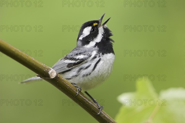 Black-throated Grey Warbler (Setophaga nigrescens) singing, British Columbia, Canada