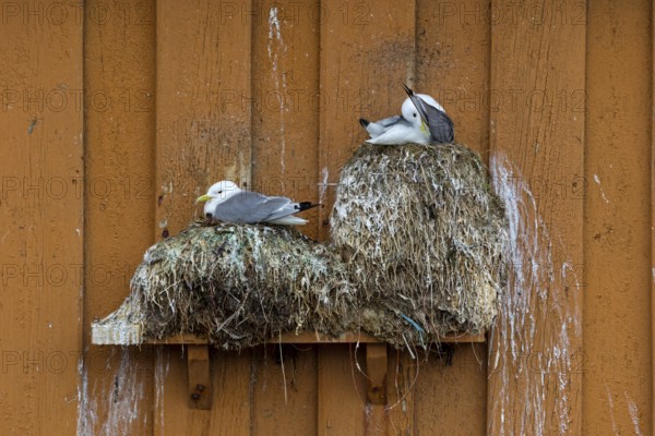 Kittiwake, (Rissa tridactyla), animals, birds, family of gulls, nest with gulls on house facade, Varanger, Finnmark, Norway