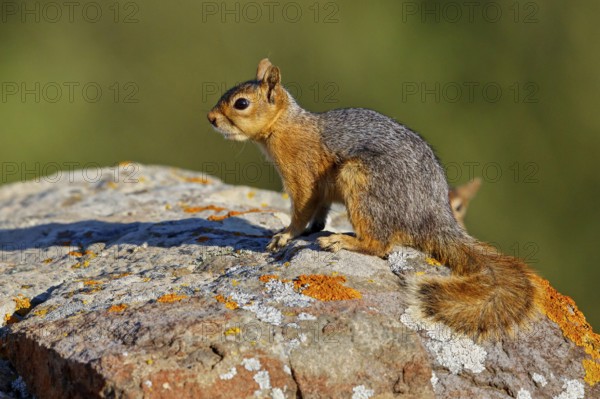 Caucasian squirrel, (Sciurus anomalus), animal, animals, mammal, mammals, biotope, habitat, foraging, rodent, rodents, genus. of squirrels, Lesbos, Greece