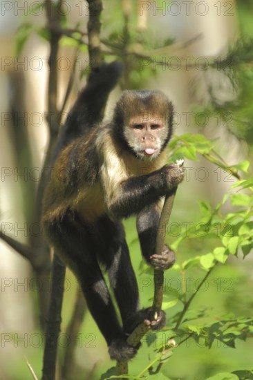 Golden-bellied capuchin (Cebus xanthosternos), adult, capuchin monkeys, capuchin monkey, Cebus, capuchin-like, capuchins, Anthropoidae, New World monkeys (Platyrrhini), Cebidae, dry-nosed monkeys, monkey, primates, primate, gentleman animals, monkeys, dry-nosed monkey, primates, Haplorhini, mammals (mammalia), animal, vertebrate, captive