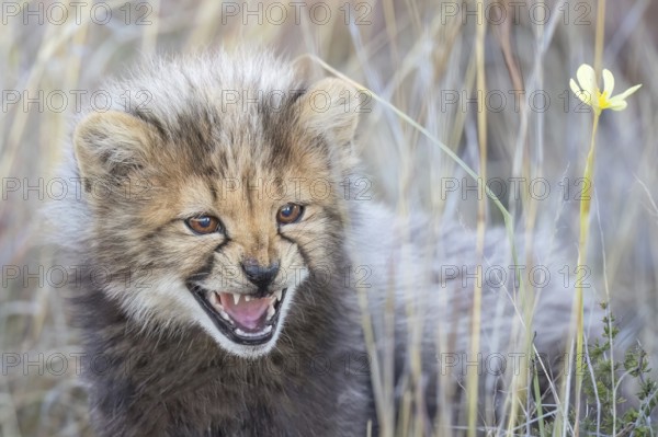 Cheetah (Acinonyx jubatus) hissing cub close-up, Philippolis, South Africa
