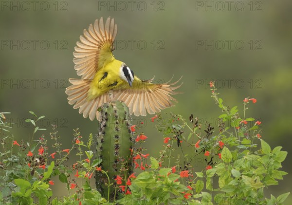 Great Kiskadee (Pitangus sulphuratus) approaching a cactus, Texas, USA