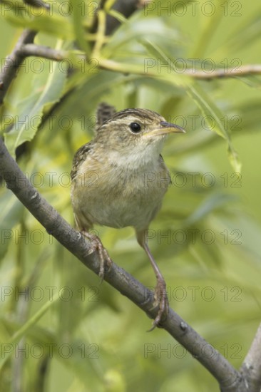 Sedge Wren (Cistothorus platensis), Ontario, Canada