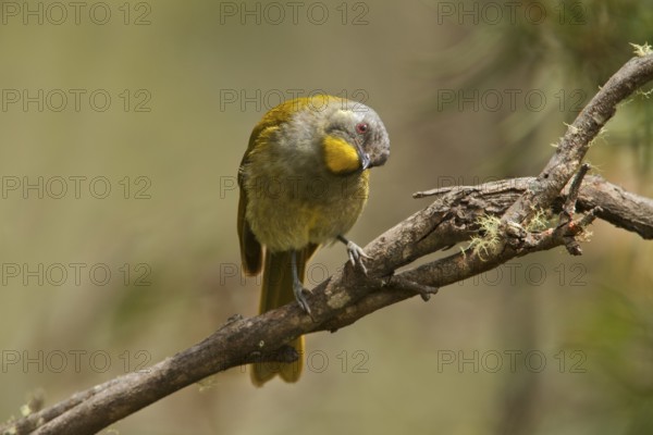 Yellow-throated Honeyeater (Nesoptilotis flavicollis), Tasmania, Australia