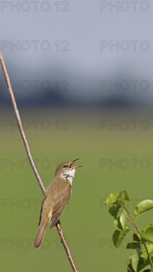 Great Reed Warbler (Acrocephalus arundinaceus), with open beak, singing, twittering, sitting on a twig, singing station, natural habitat, migratory bird, songbirds Lake Neusiedl, Burgenland, Austria