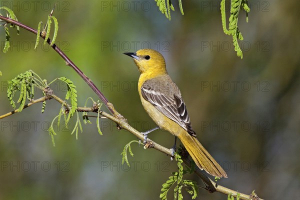 Hooded Oriole Icterus cucullatus Amado, Arizona, United States 16 April Adult Female Icteridae