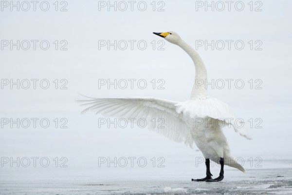Whooper Swan (Cygnus cygnus) flapping on ice surface, Vaesterbottens laen, Sweden