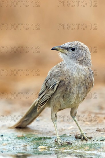 Grey thrush, passerine bird, (Turdoides squamiceps), animals, birds, sparrow, Celias Waterhole, Ezuz, HaDarom, Israel
