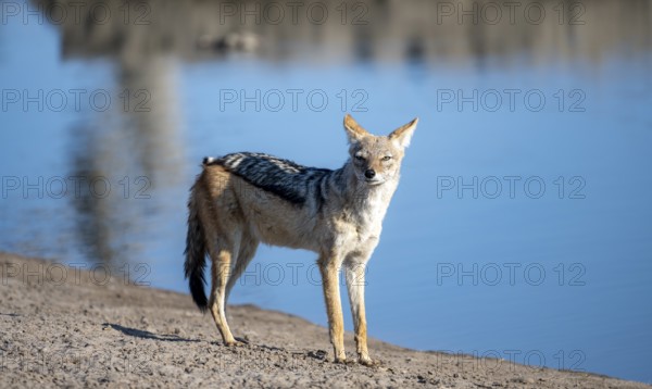 Black-backed jackal (Canis mesomelas), at the waterhole, Savuti, Chobe National Park, Botswana