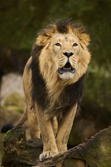 Asiatic lion (Panthera leo persica) male standing on a tree trunk, Germany