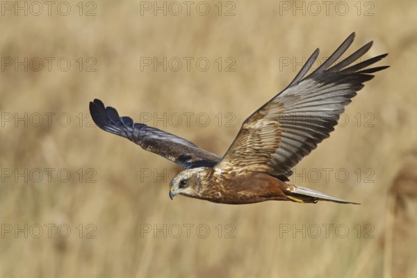 Western Marsh Harrier (Circus aeruginosus) flying, Rhineland-Palatinate, Germany