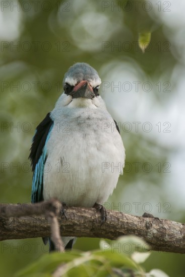 Woodland Kingfisher (Halcyon senegalensis), Mpumalanga, South Africa