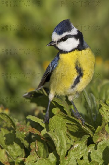 African Blue Tit (Cyanistes teneriffae), Canary Islands, Spain
