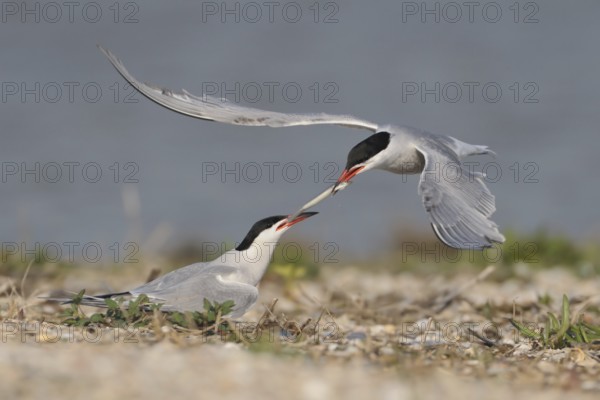 Common Tern (Sterna hirundo), Texel, Netherlands