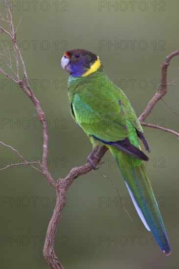 Twenty-eight Parrot (Barnardius zonarius semitorquatus), Western Australia, Australia