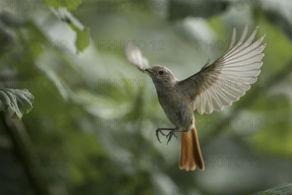 Common Redstart (Phoenicurus phoenicurus) female flying with insect in its beak to feed chicks, Mecklenburg-Western Pomerania, Germany