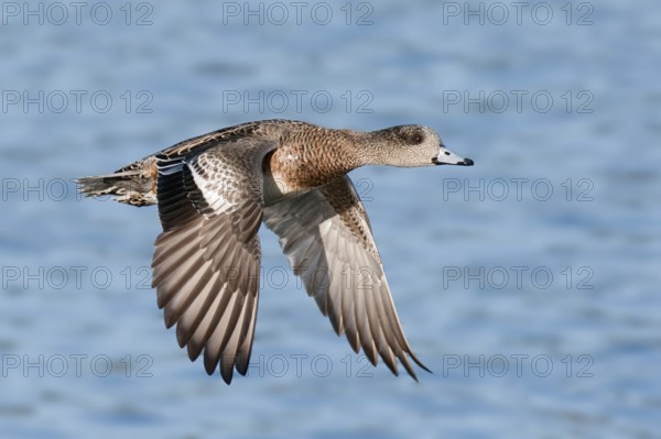 American Wigeon (Mareca americana) female flying, British Columbia, Canada