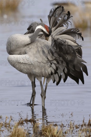 Common Crane (Grus grus), Vaestergoetland, Sweden