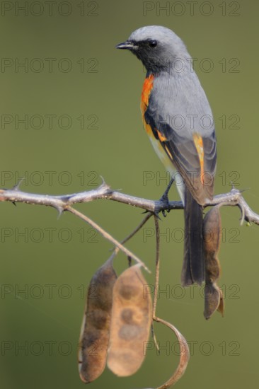 Small Minivet (Pericrocotus cinnamomeus), India