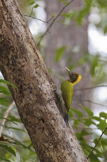 Greater Yellownape (Chrysophlegma flavinucha) female, Nam Nao National Park, Thailand