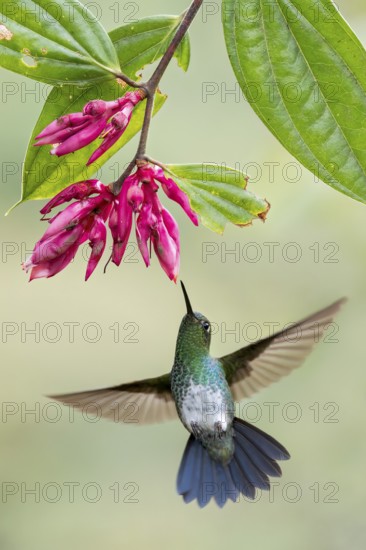 Greenish Puffleg (Haplophaedia aureliae) flying while feeding at a flower in Colombia, South America