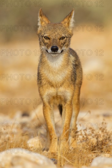 Golden jackal, (Canis aureus), animals, mammals, jackal, related to the wolf, Road to Ezuz, Ezuz, HaDarom, Israel