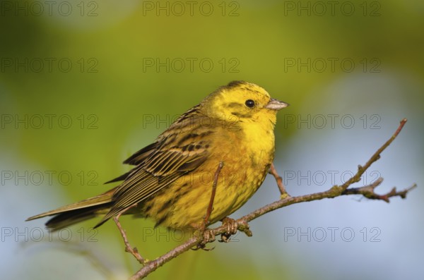 Yellowhammer (Emberiza citrinella), Ringkoebing Fjord, Skaven, Denmark
