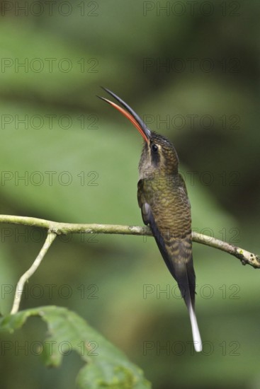 Great-billed Hermit (Phaethornis malaris), Ecuador