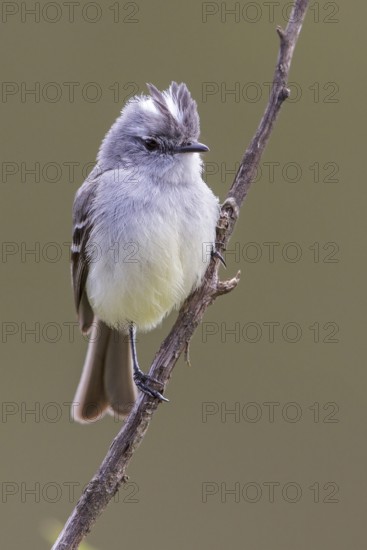 White-crested Tyrannulet (Serpophaga subcristata) perched on a branch in the Atlantic rainforest of southeast Brazil