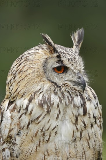 Bengal Eagle Owl or Indian Eagle Owl (Bubo bengalensis, Bubo bubo bengalensis), portrait, captive, occurrence in Asia