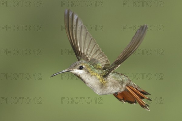 Ruby-topaz Hummingbird (Chrysolampis mosquitus), Trinidad and Tobago