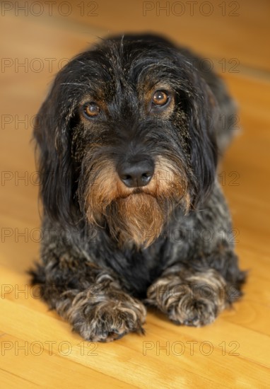 Rough-haired dachshund, male, 3 years, lying on parquet floor, Stuttgart, Baden-Württemberg, Germany
