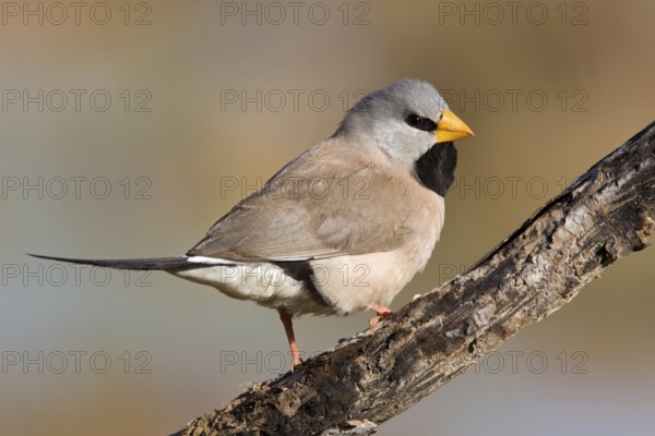 Long-tailed Finch (Poephila acuticauda), Kimberley, Western Australia, Australia