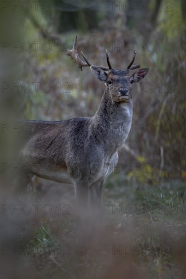 A young fallow deer (Dama dama) with broken antlers and bloody eavesdropper appears in front of the camera, for its age it has a very strong physique, rut, mating season, deer rut, autumn, October, Germany