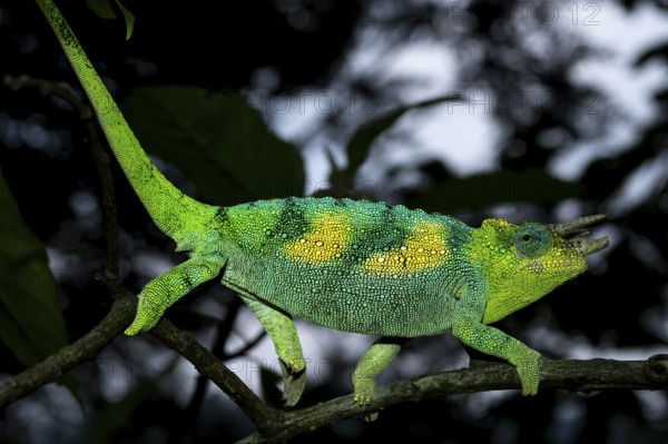 Three-horned chameleon (Trioceros jacksonii), male, Bwindi Impenetrable Forest National Park, Uganda