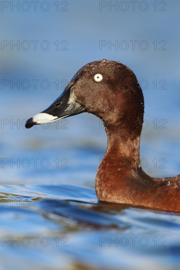 Hardhead (Aythya australis) male, Victoria, Australia