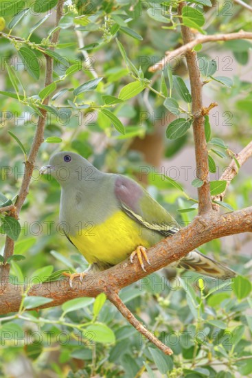 Waalia pigeon, (Treron waalia), family of pigeons, animals, birds, Middle East, pigeons, perch, Ayn Razat, Salalah, Dhofar, Oman