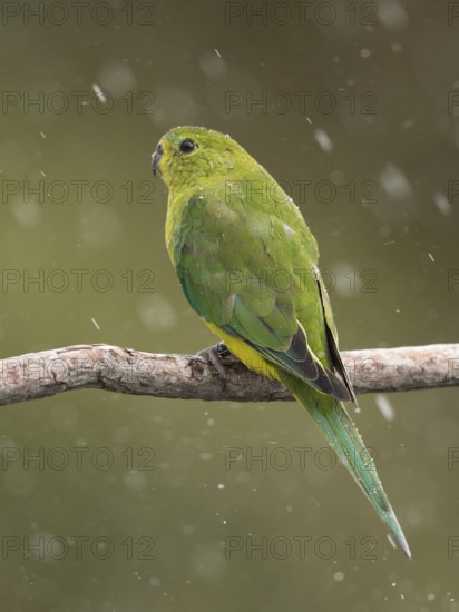 Orange-bellied Parrot (Neophema chrysogaster) juvenile perched on a branch in rain, Tasmania, Australia
