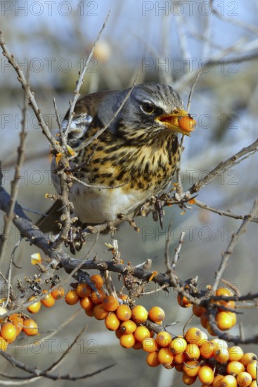 Fieldfare (Turdus pilaris) feeding on berries of Common sea buckthorn (Hippophae rhamnoides), Mecklenburg-Western Pomerania, Germany