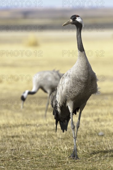 Common Crane (Grus grus), Laguna de Gallocanta, Spain