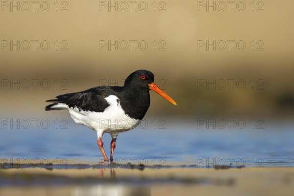 Eurasian Oystercatcher (Haematopus ostralegus) male, North Rhine-Westphalia, Germany